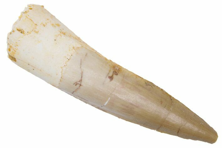 Fossil Spinosaurus Tooth - Real Dinosaur Tooth #222618